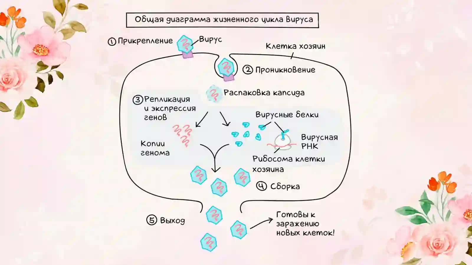 Циклы репликации вирусов 3
