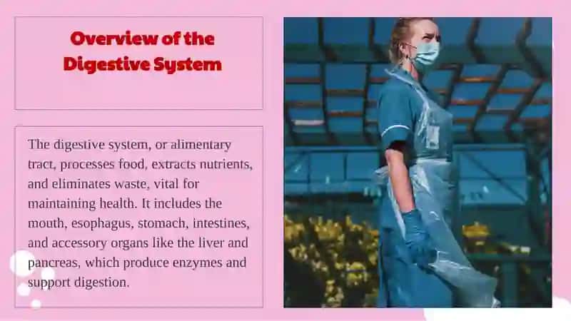 The alimentary tract of a human being 3