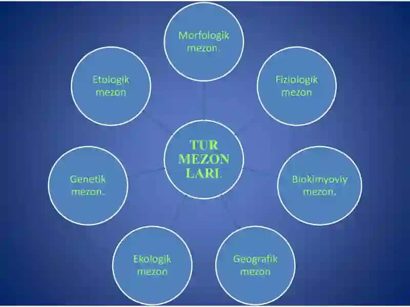 Tur mezonlari 3