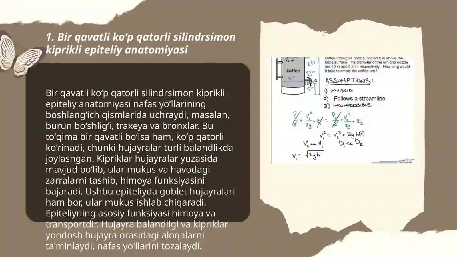 Bir qavatli koʻp qatorli silindrsimon kiprikli epiteliy 3