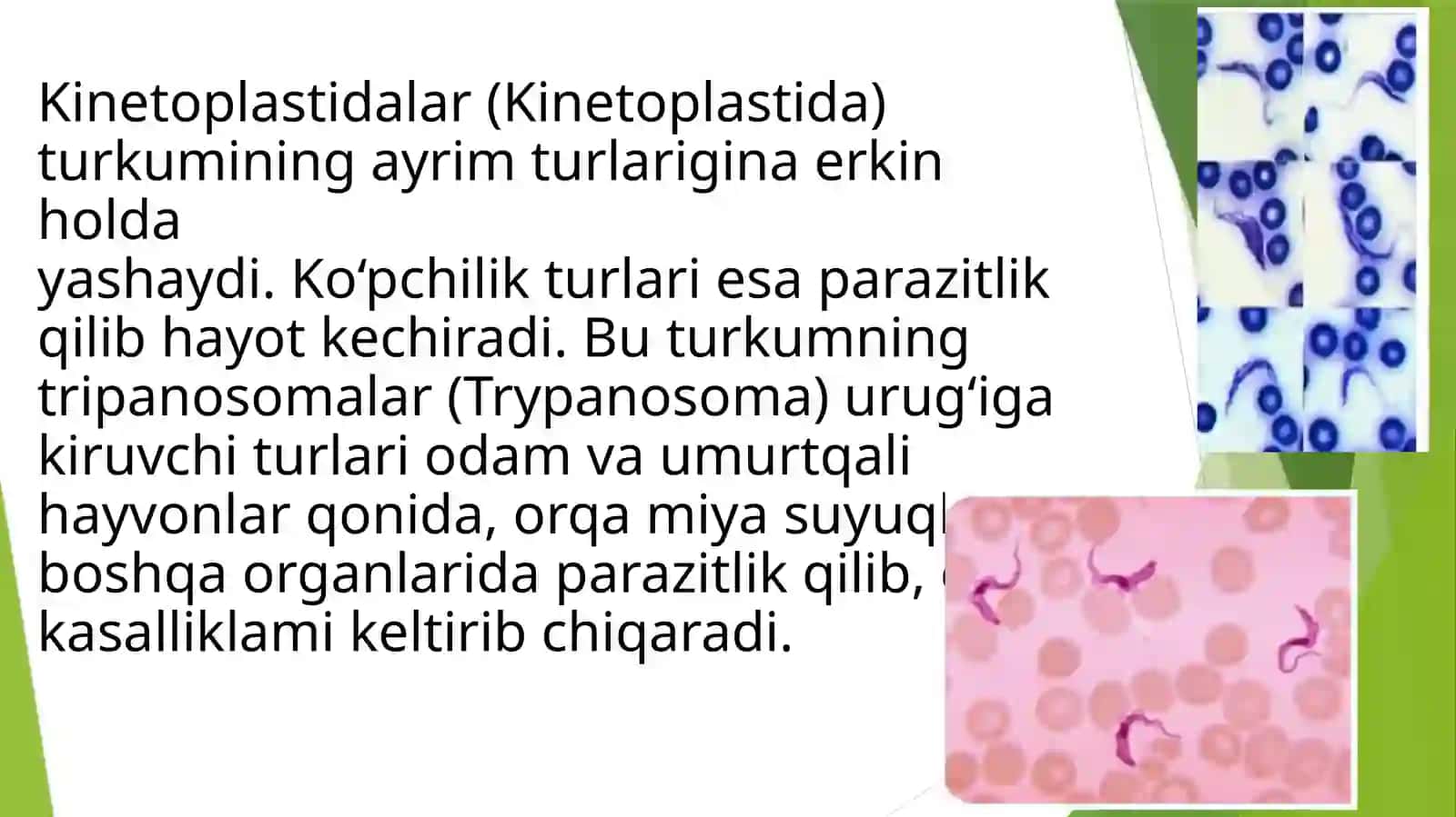 Xivchinlilar sinfi triponosoma 3