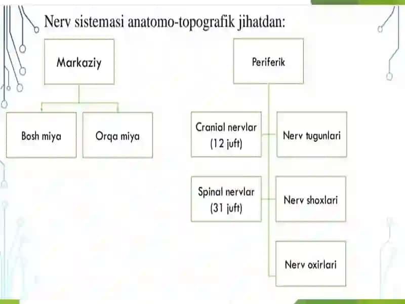 Nerv tizimi-tana qismlari va a’zolaming faoliyatini bir-biri bilan bog'labbir butuntizimni hosil qiladivaorganizm faoliyatinitashqi muhit bilan munosabatini boshqaradi 3