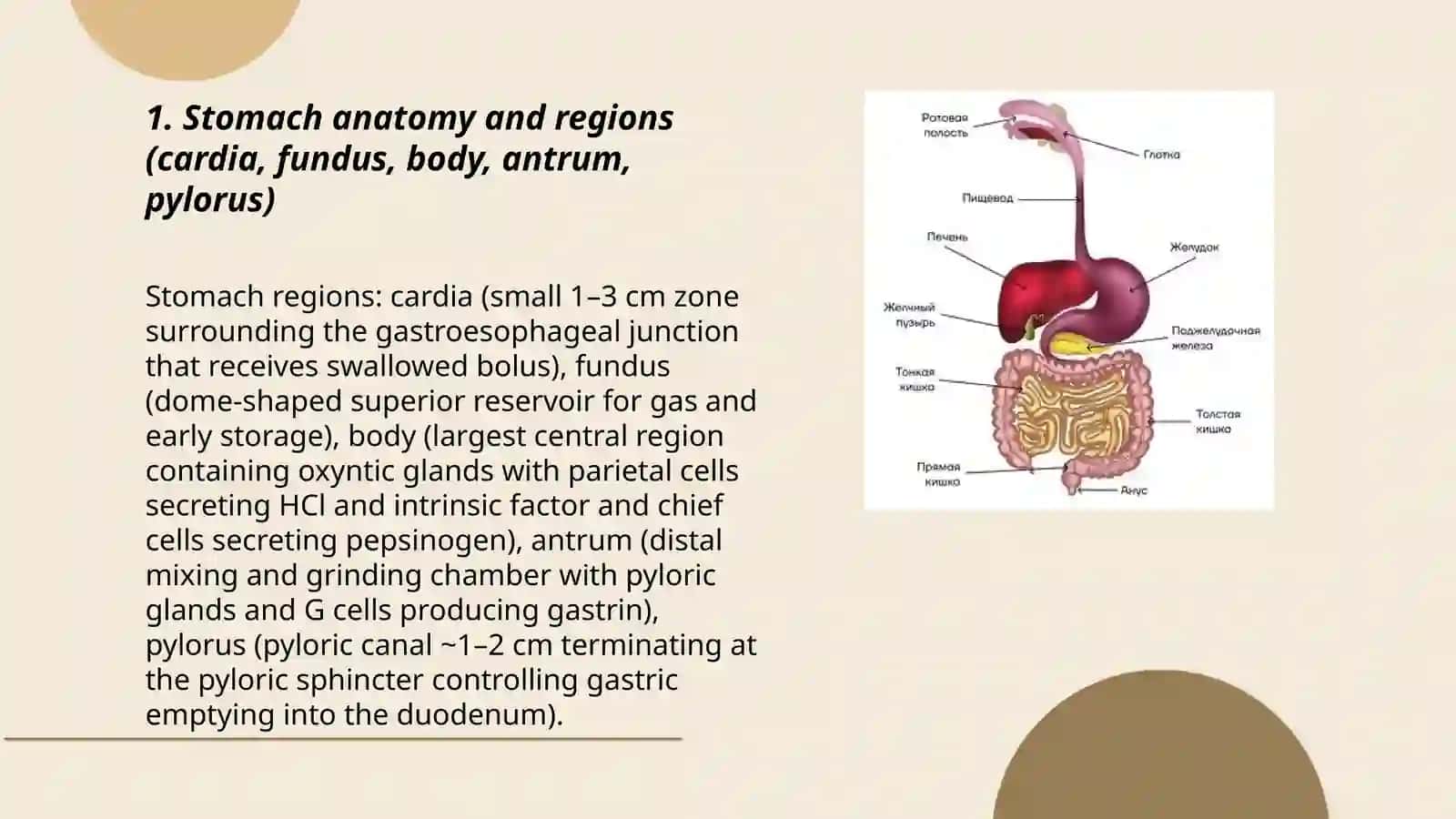 Digestiva system.Stomach 3