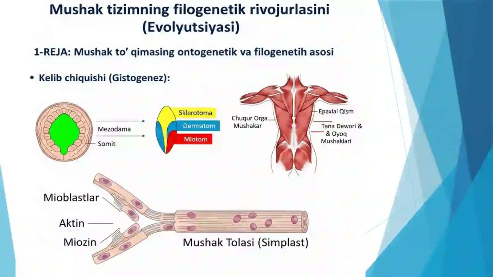 Mushak tizmning filogenetik rivojlanishi taqdimot 3