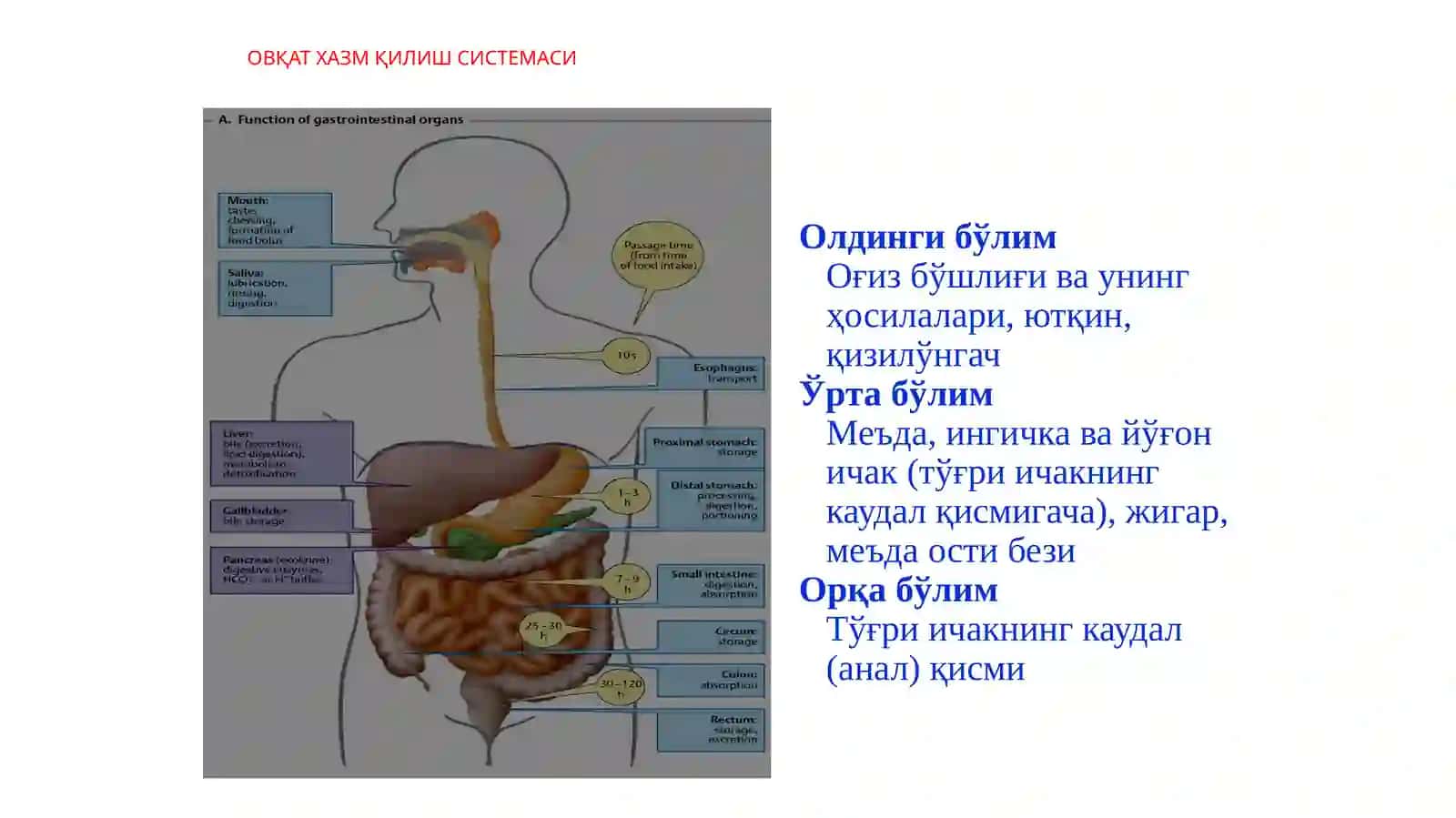 Овқат ҳазм қилиш системаси 3