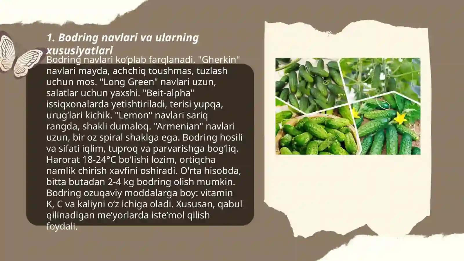 Bodring yetishtirish texnologiyasi 3