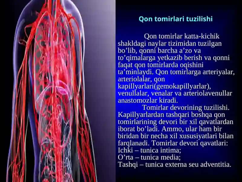 Qon tomirlari tuzilishi va limfa tizimi 3