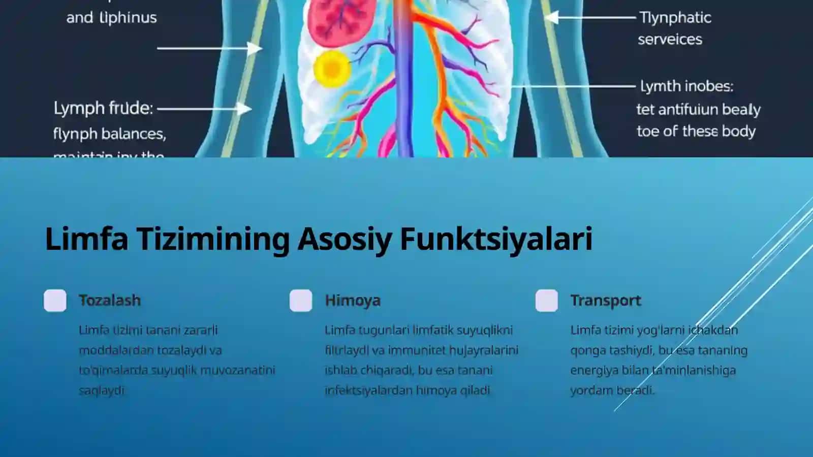 Limfa Tizimi Tananing Himoya Qal'asi 3