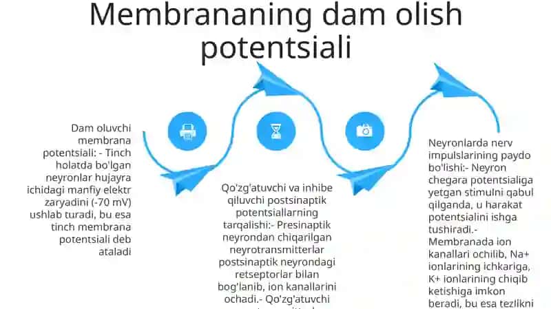Neyronlarda Nerv Impulslarini Hosil Bo'Lishi Mexanizmlari 3