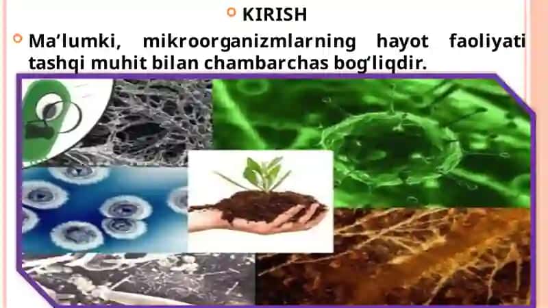 Mikroorganizmlar va ularning hayotiy faoliyati 3