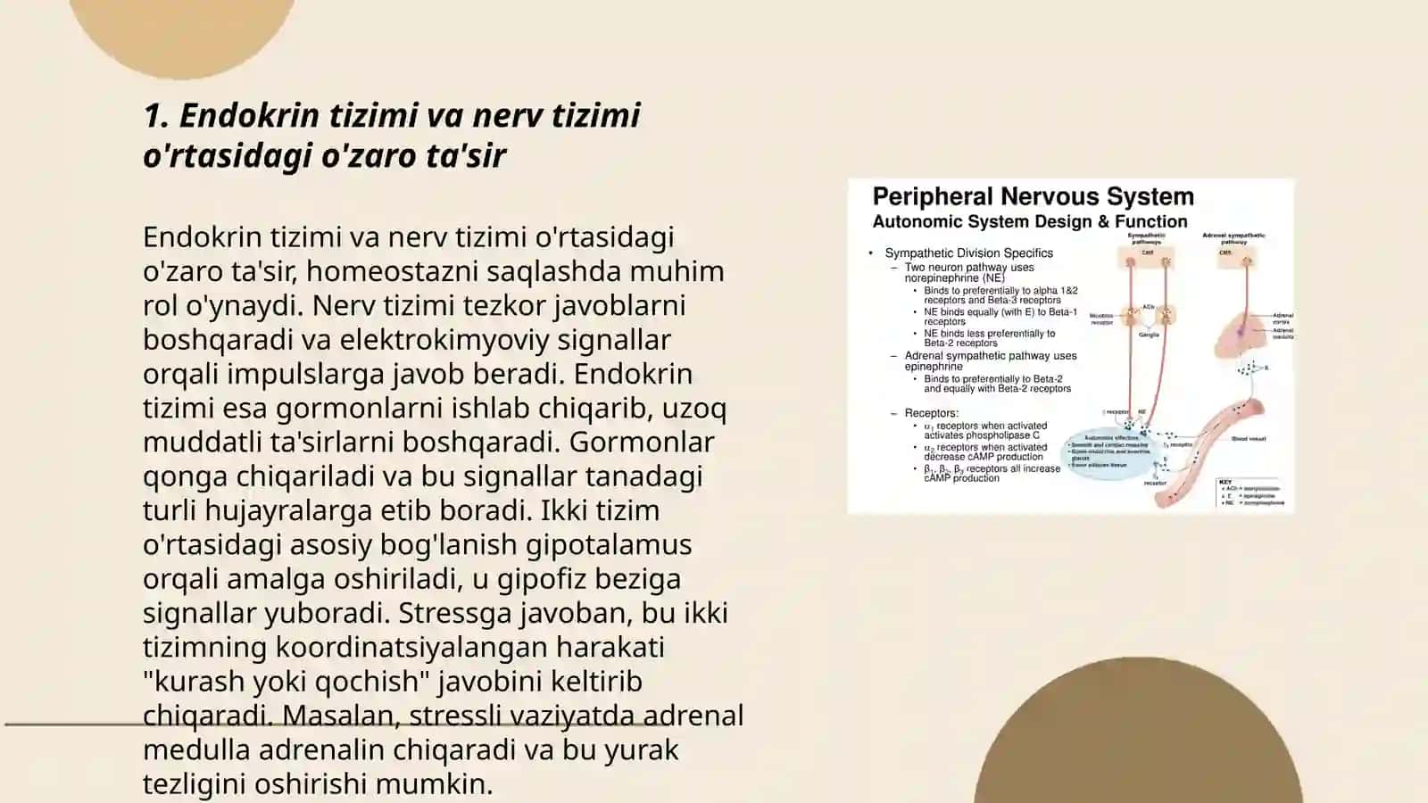 Endokrining va nerv tizimining aloqasi 3