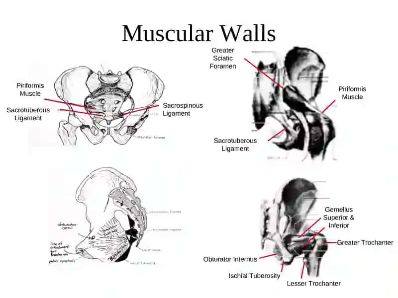 Pelvic Anatomy 3
