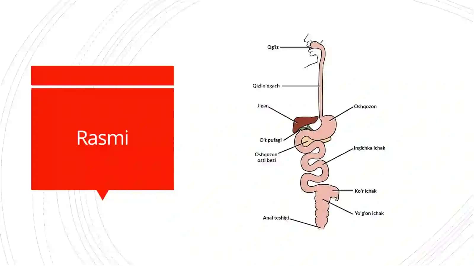 Anatomiya fanidan tayyorlagan slayd 3