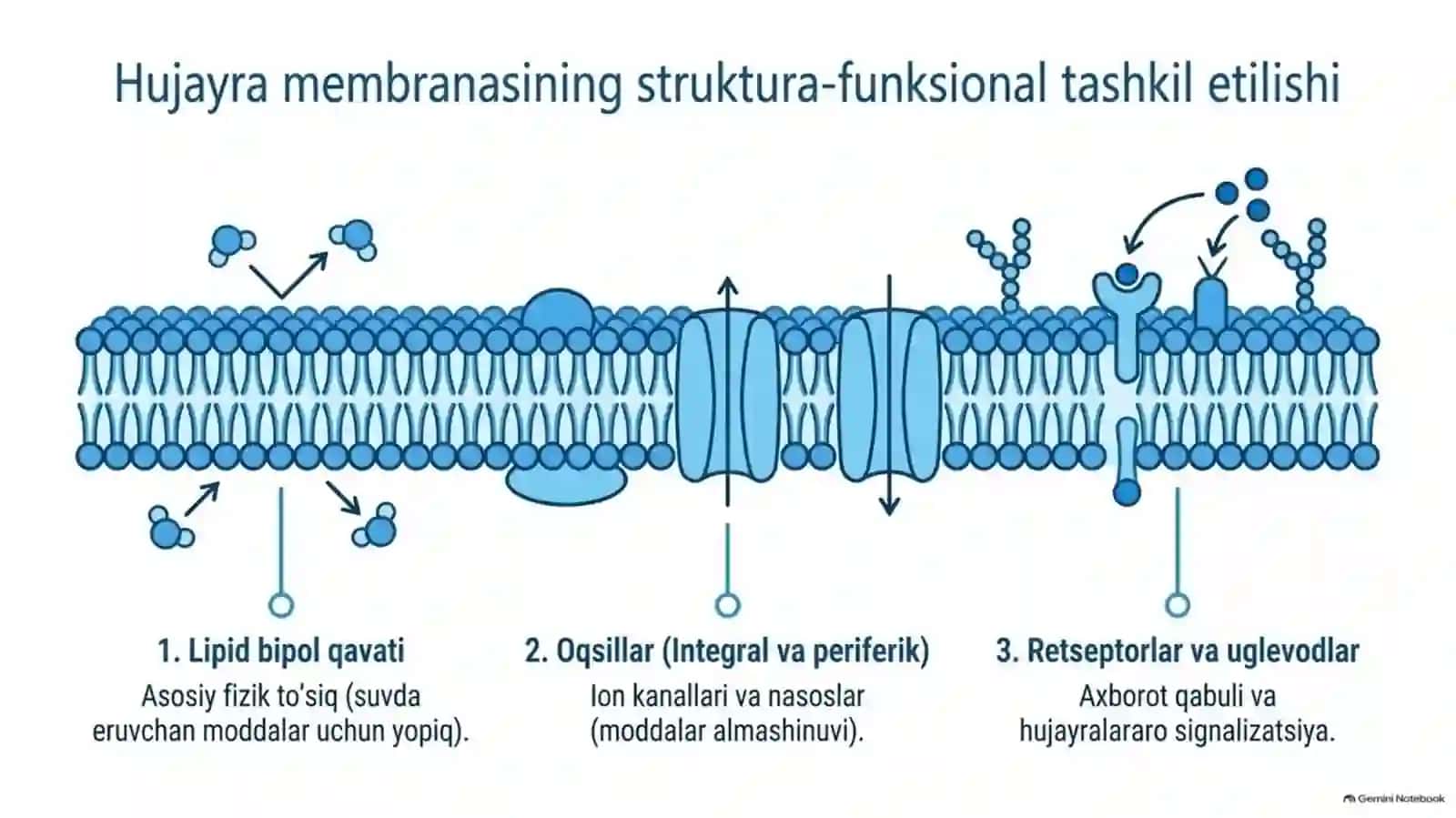 Membranalar buzilishining patologik jarayonlardagi o‘rni — 15 slayd 3