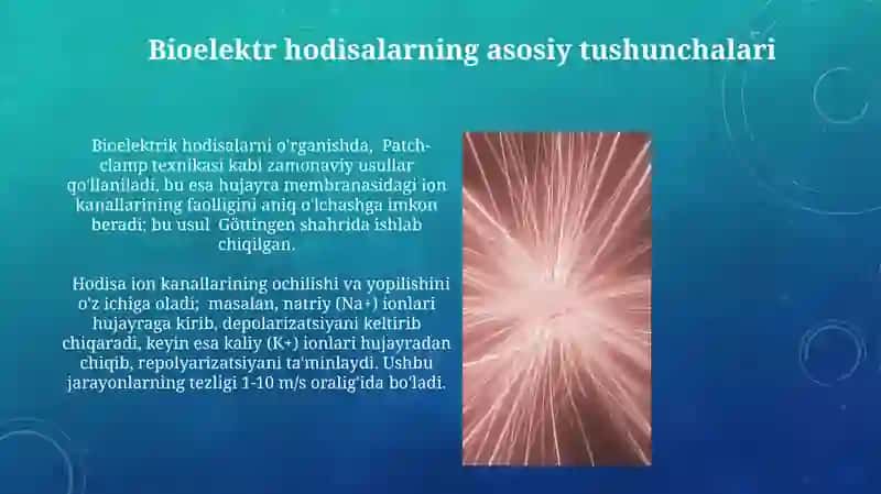 Bezlar faoliyatining elektrofiziologik mexanizmlari 3