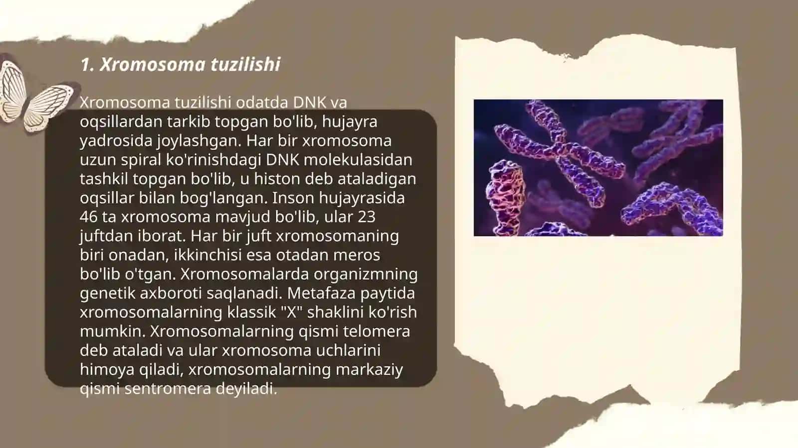 Xromosoma morfalogiyasi va tiplari 3