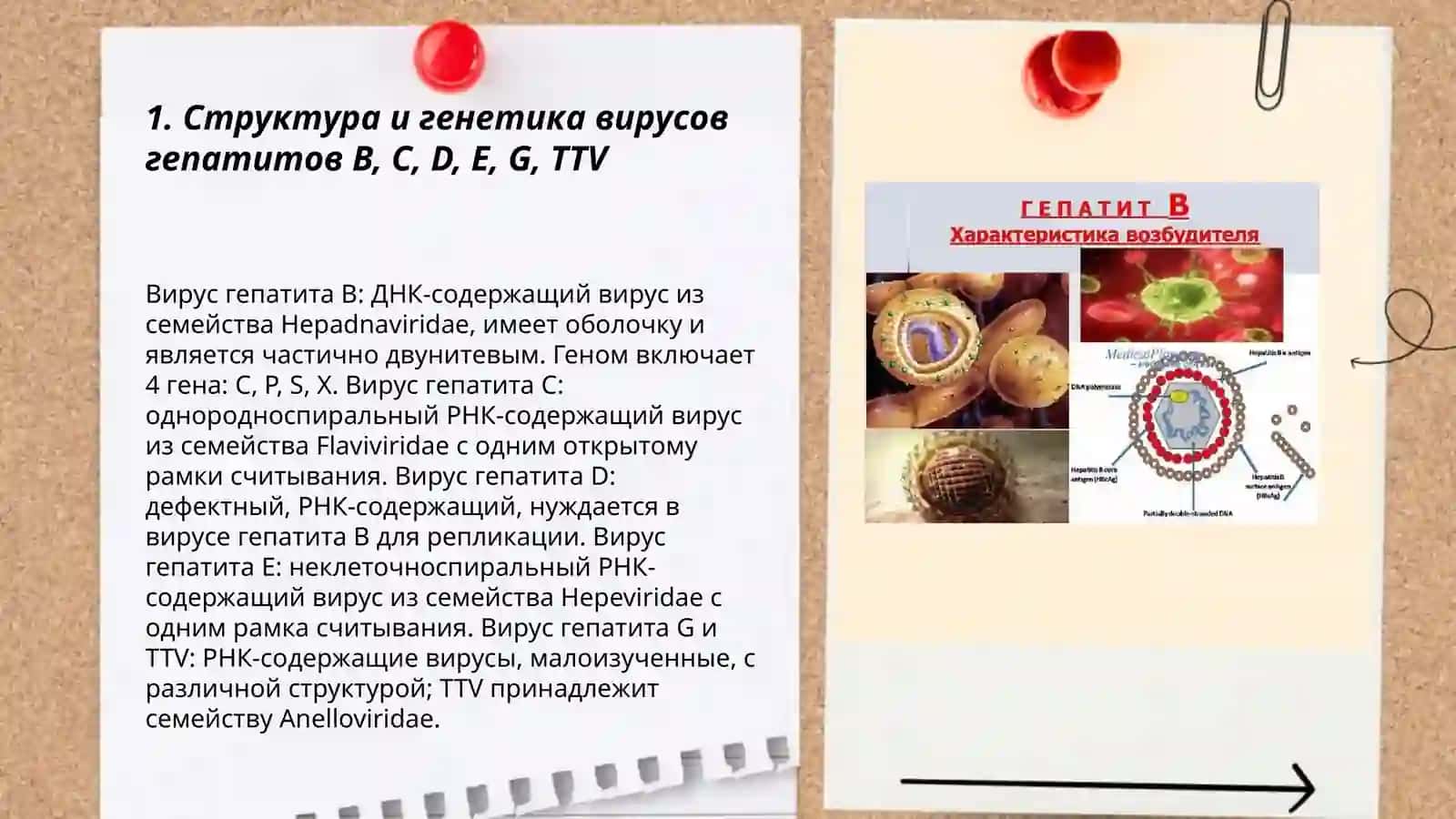 Лабораторная диагностика и характеристика возбудителей вирусных инфекции: вирусных гепатитов B, C, D, E, G, TTV 3