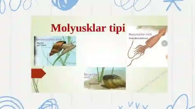 Toʻrayeva Mavjudaning Zoologiya Fanidan Tayyorlagan Taqdimoti 3