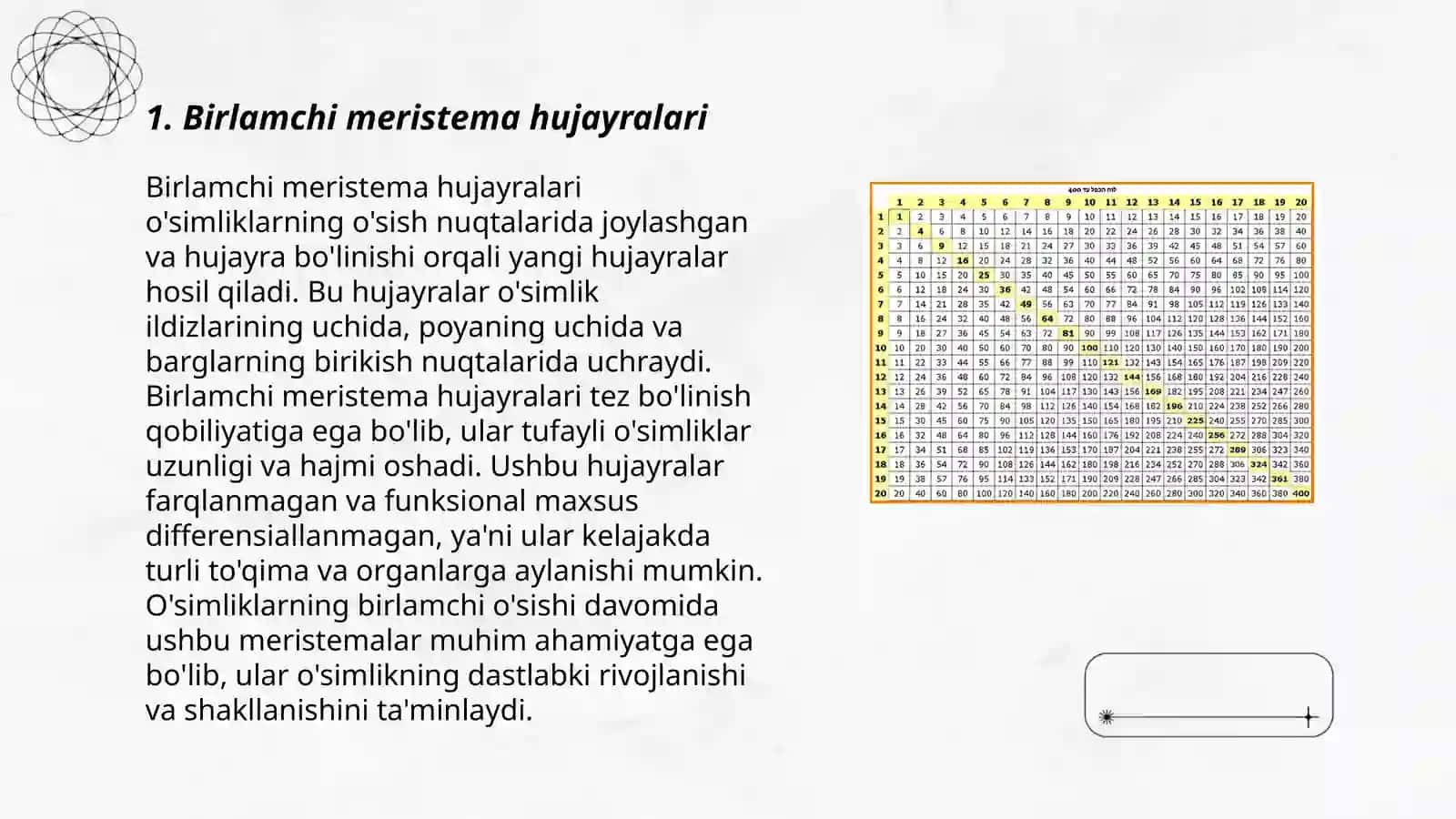Ildizning birlamchi va ikkilamchi doimiy toʻqimasi gistogenezida meristematik hujaylarni doimiy toʻqimaga aylanishini oʻrganish 3