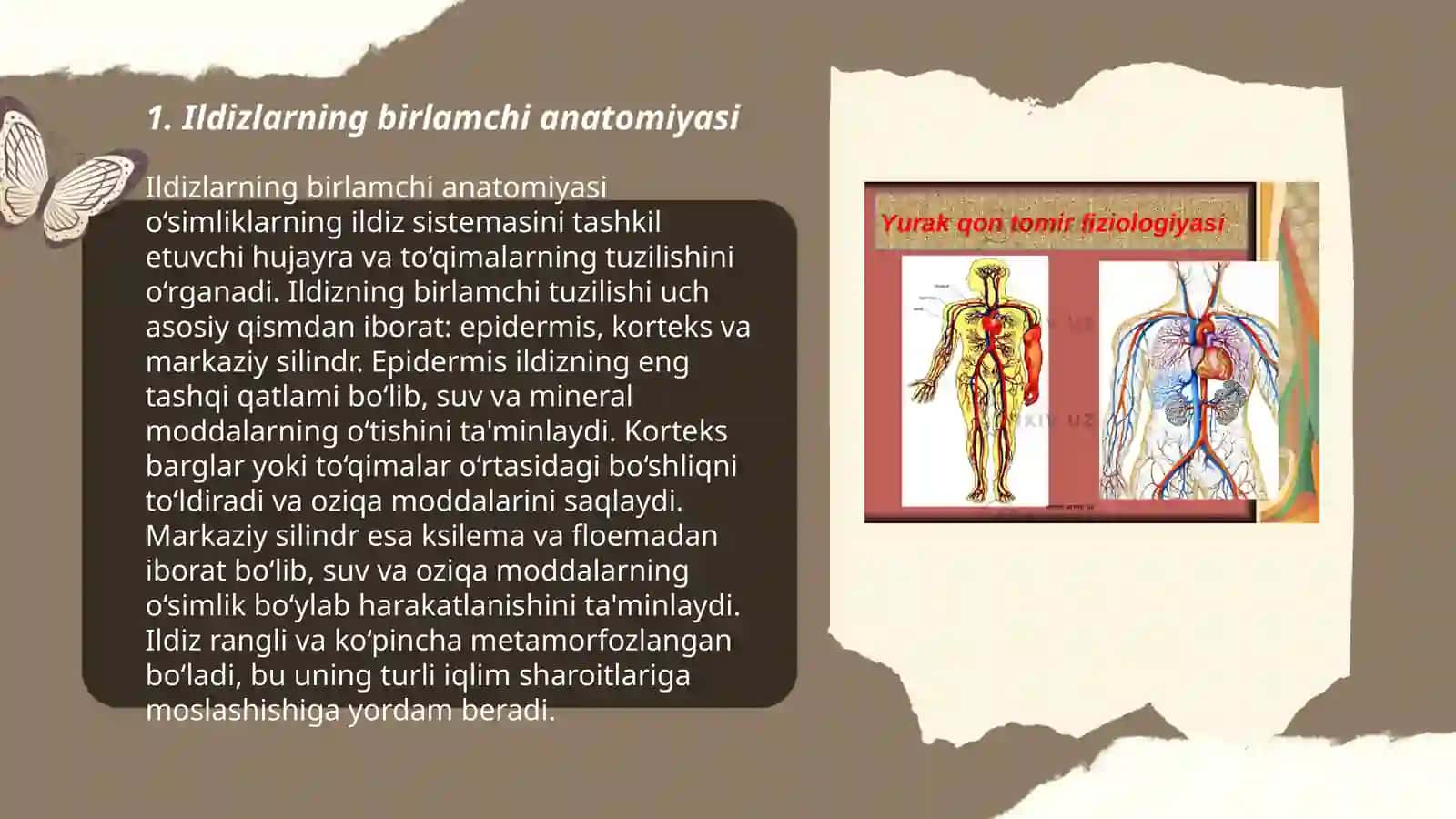 Ildizlarning birlamchi va ikkilamchi anatomik tuzilishi 3