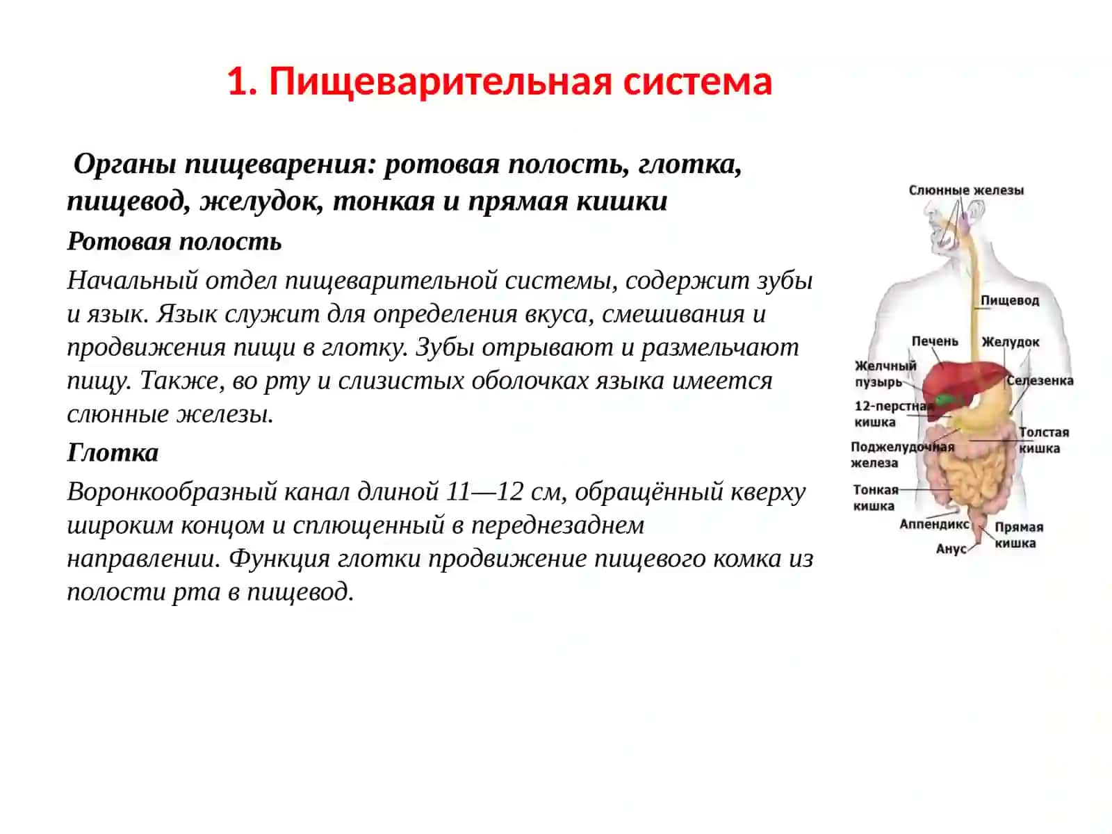 Заболевания органов пищеварения и их профилактика 3