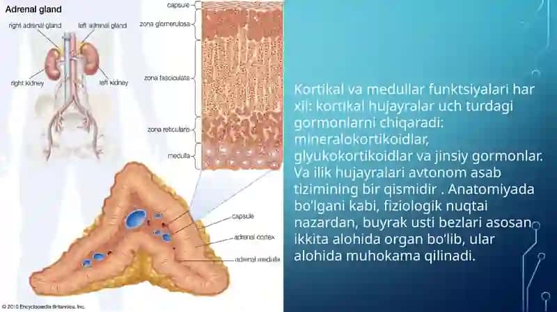 Stress holatida buyrak ustibozi log'i hormonlarining roli va morfologik ko'rinishlari 3