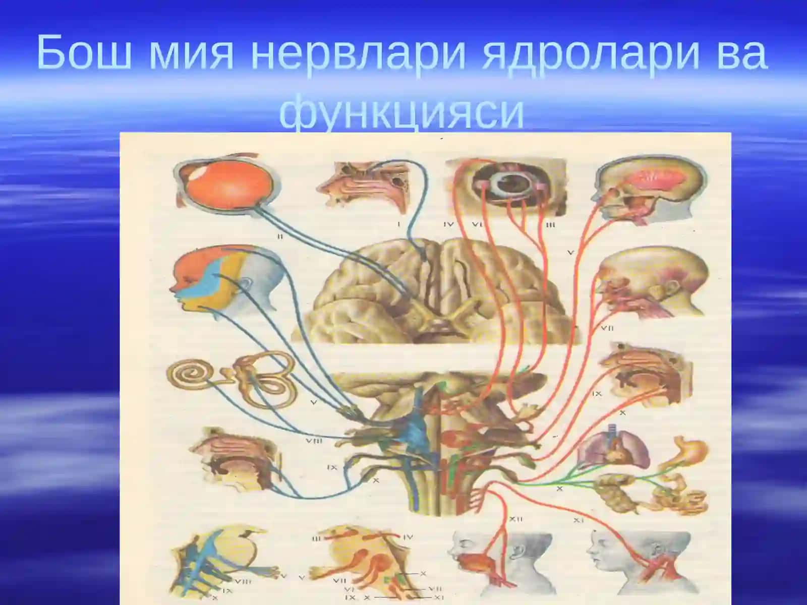 Нервларнинг классификацияси 3