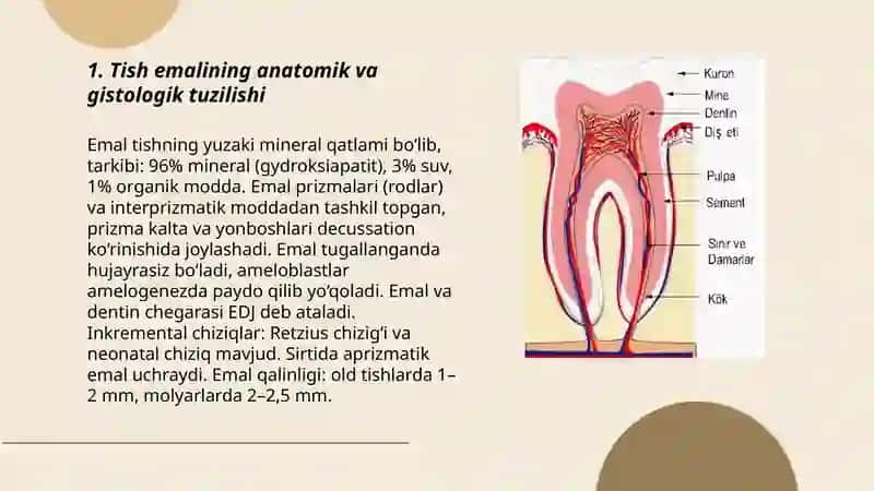 Tish qattiq va yumshoq toqimalarining anatamik va gistolagig tuzilishi 3