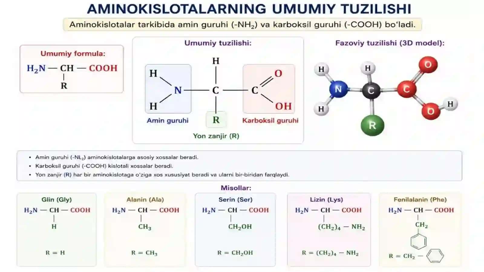 Aminokislotalar. Tuzilishi, xossalari va biologik vazifalari. Peptid va oqsillar 3