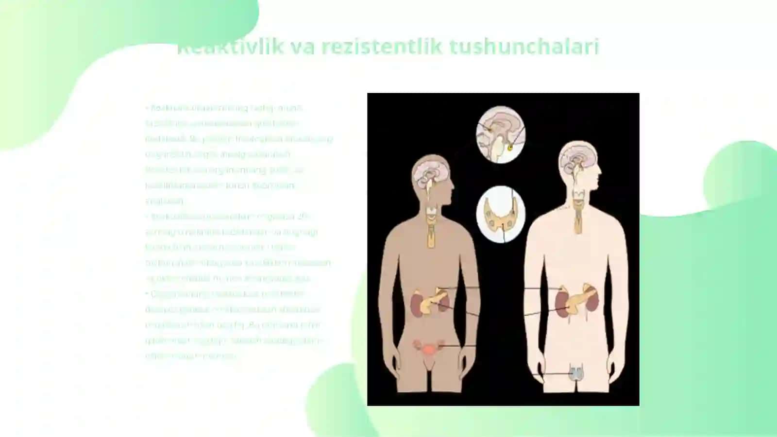 Reaktivlik va rezistentlikning shakllanishida nerv va endokrin sestemasining roli 3