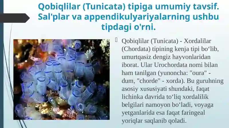 Salplar va appendikulyariyalar sinfi 3