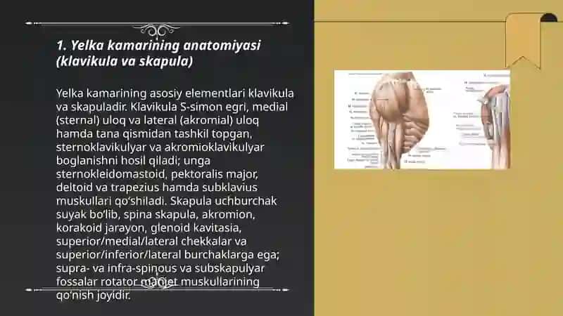 Yelka kamari va Yelka mushaklari 3