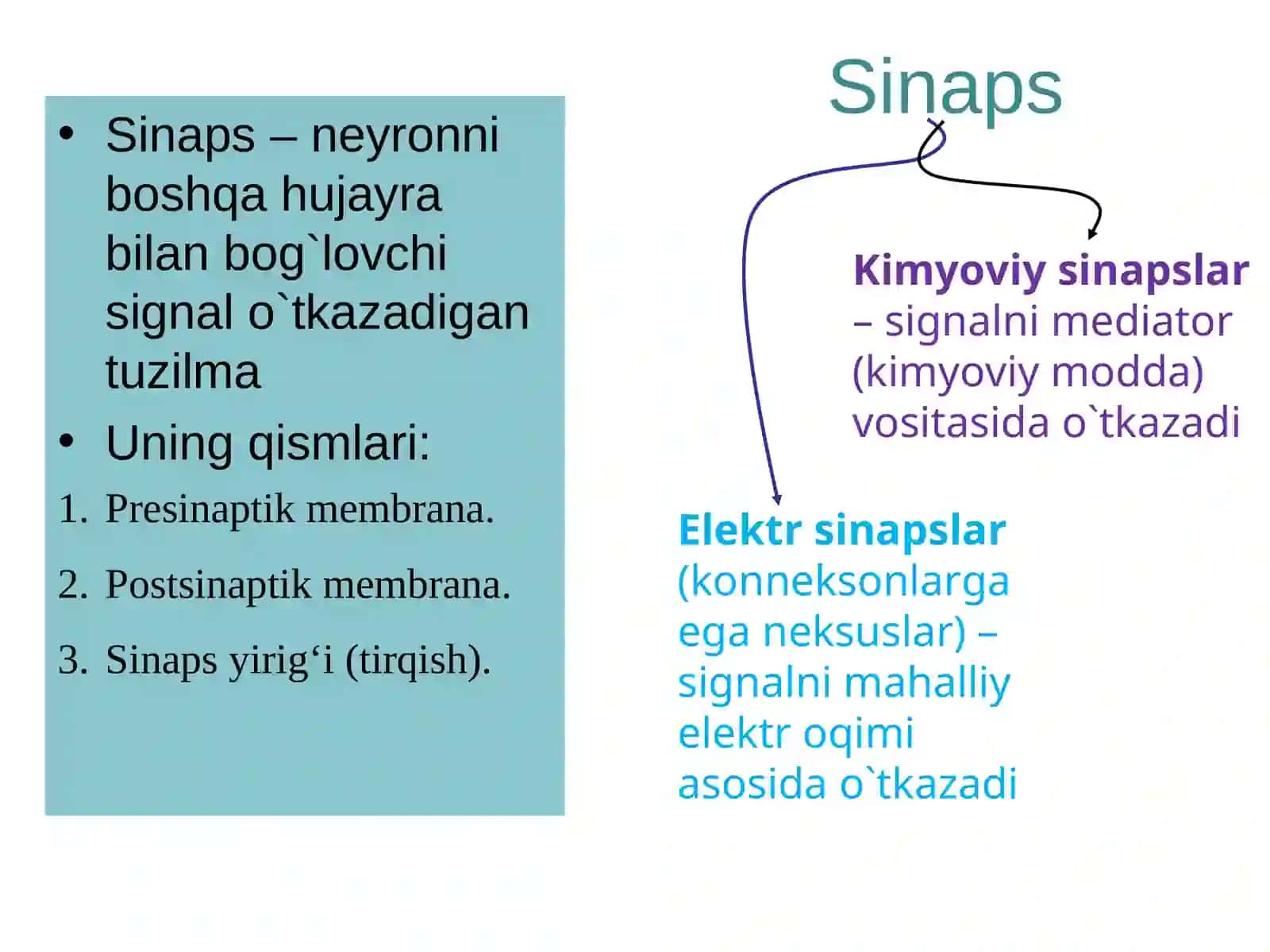 Muskullar fiziologiyasi.Nerv tolalari va sinapslar fiziologiyasi 3