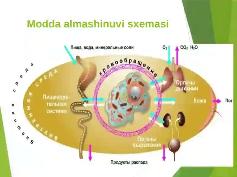 Moddalar almashinuvi fiziologiyasi 3