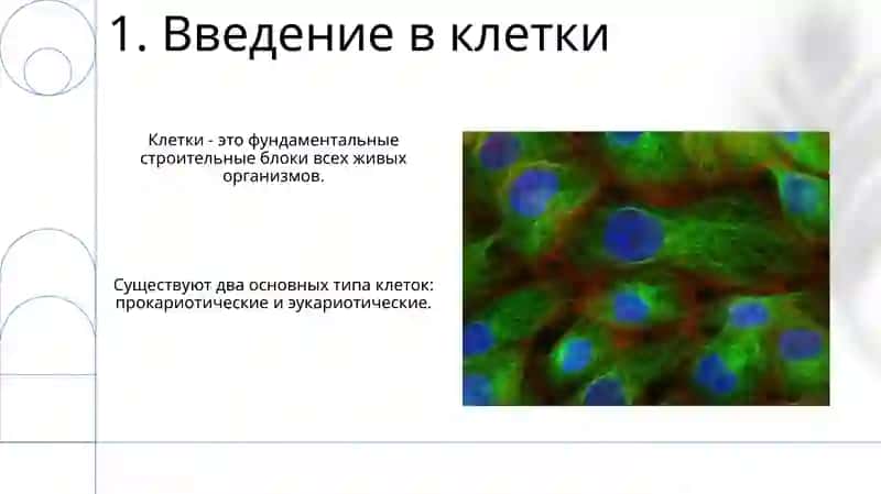 Клетка 3