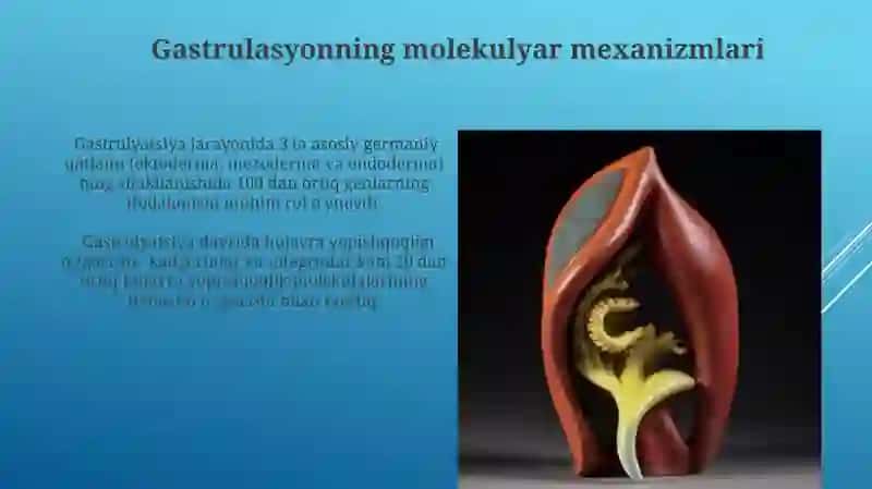 Gastrulyatsiya va о’q organlarning hosil bо„lish 3