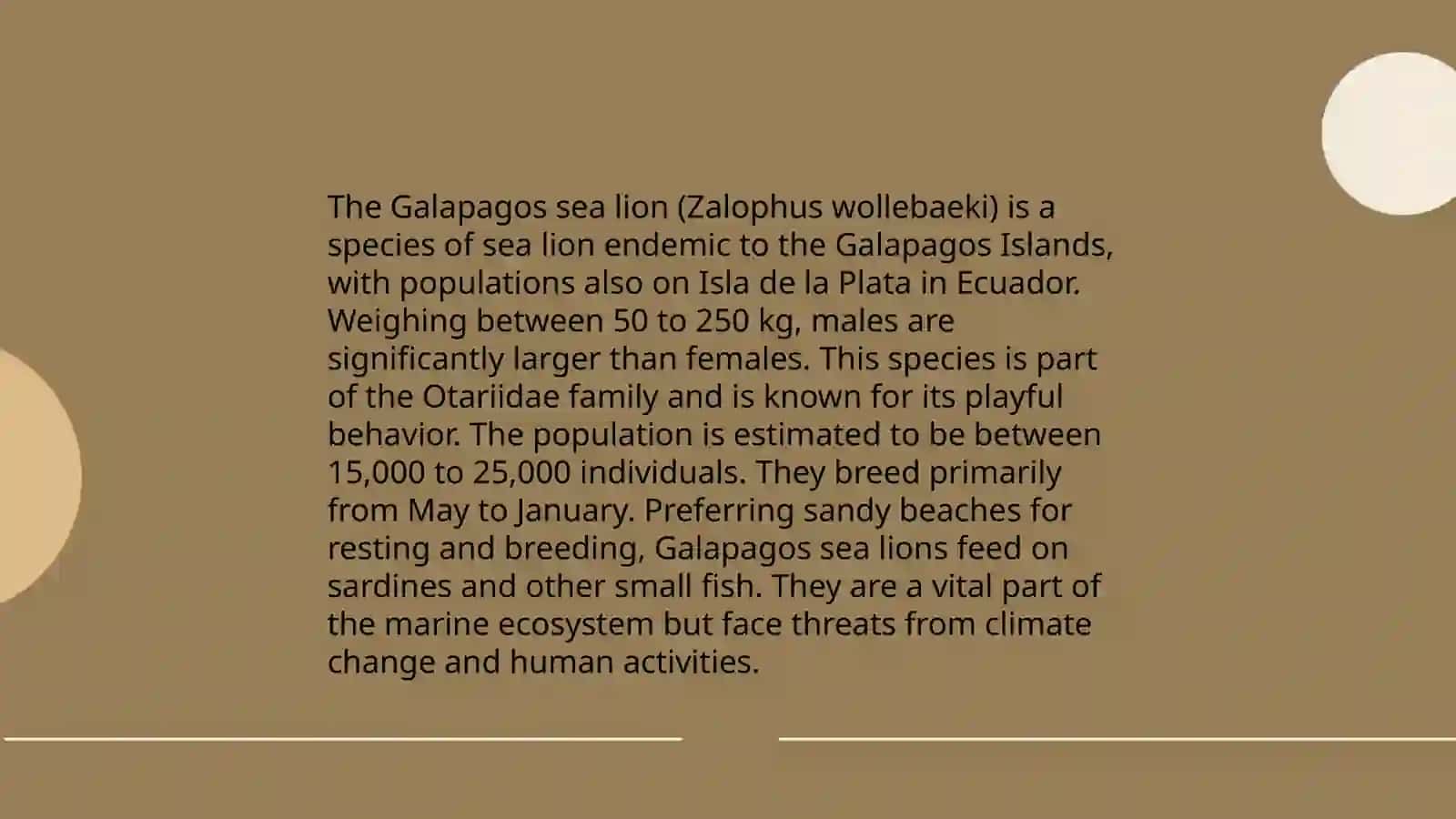 Galapagos Sea Lion 3