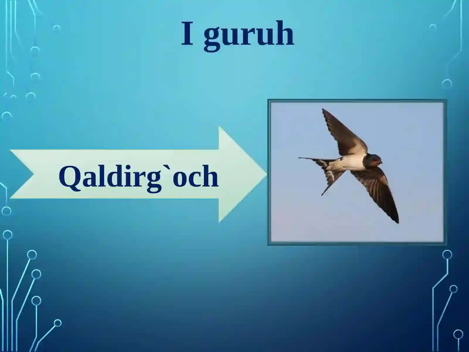 Qushlarning   ko’payishi,   rivojlanishi  va kelib  chiqishi 3
