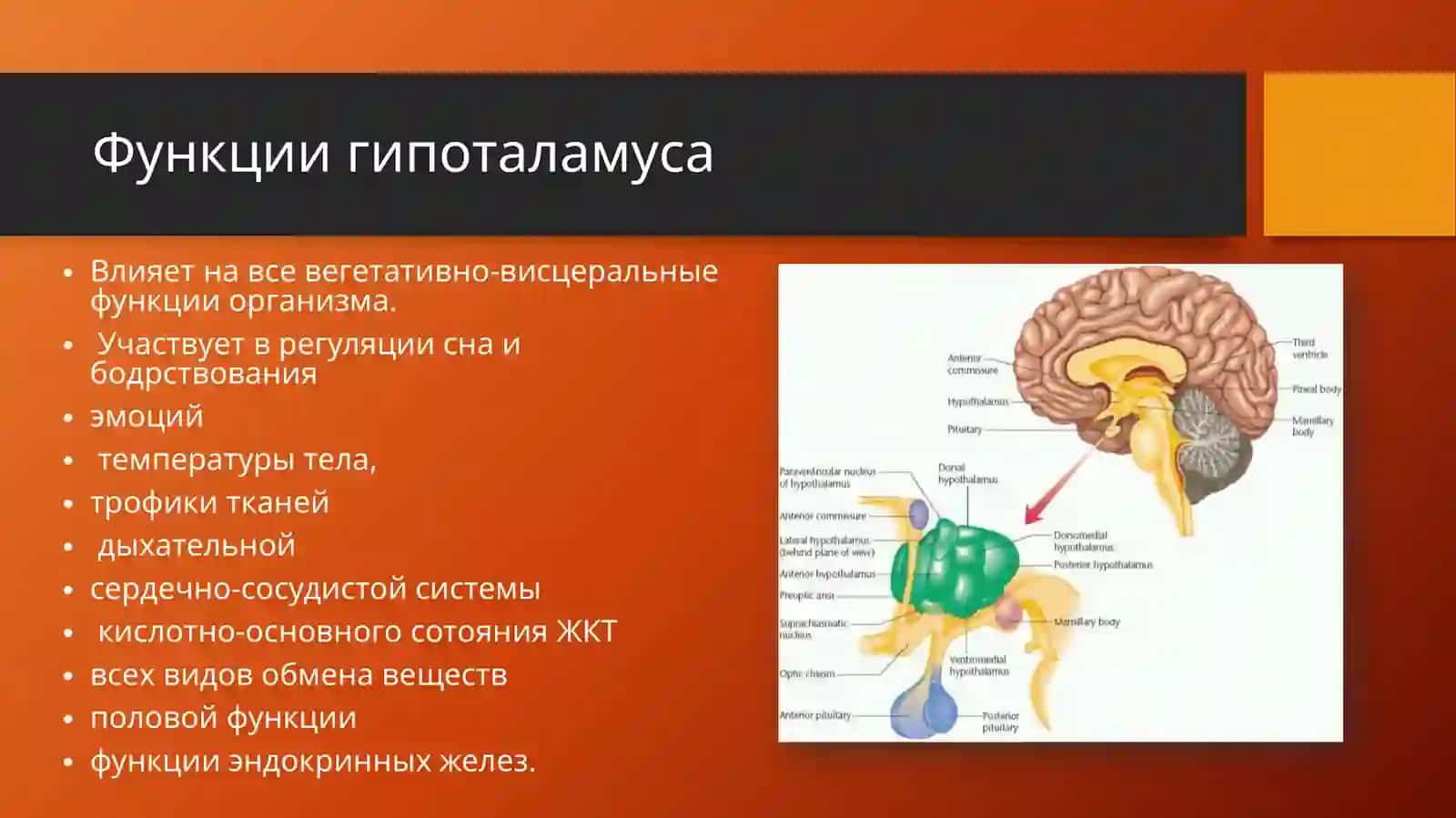 Гипоталамический синдром 3