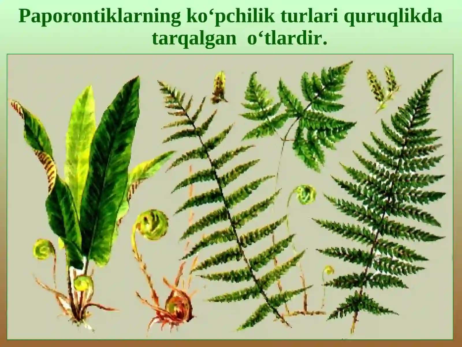 PAPOROTNIKLAR 3
