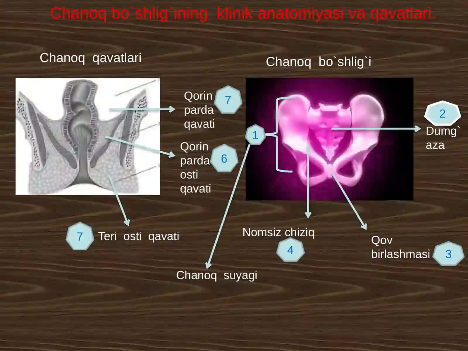 Chanoq sohasining klinik anatomiyasai 3