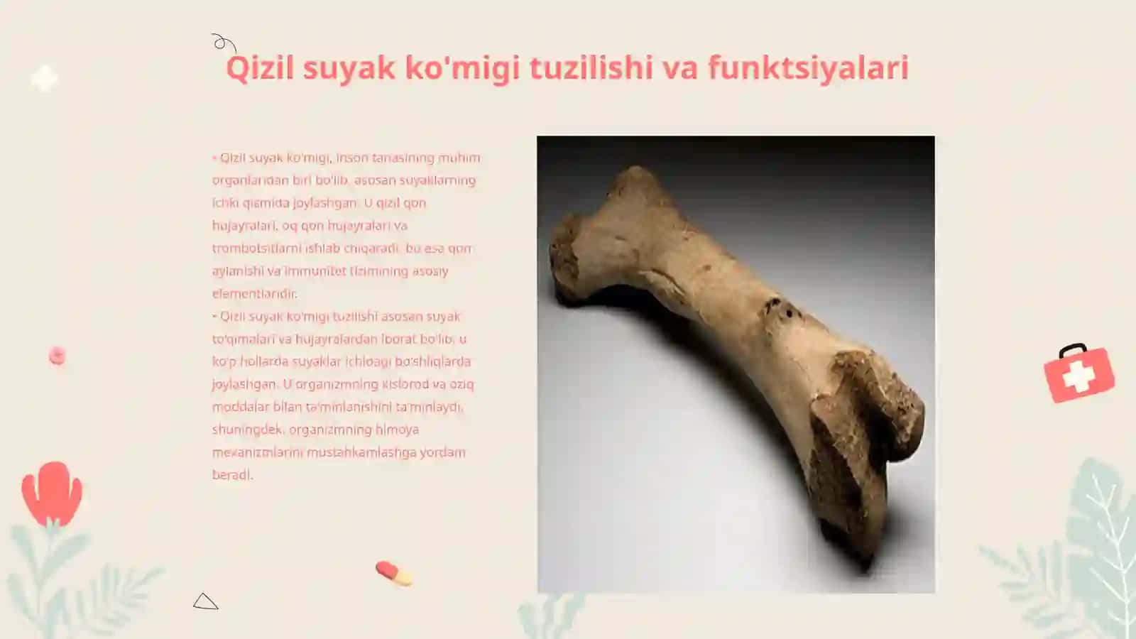 Qizil suyak ko'migi va uning regenratsiyasi 3
