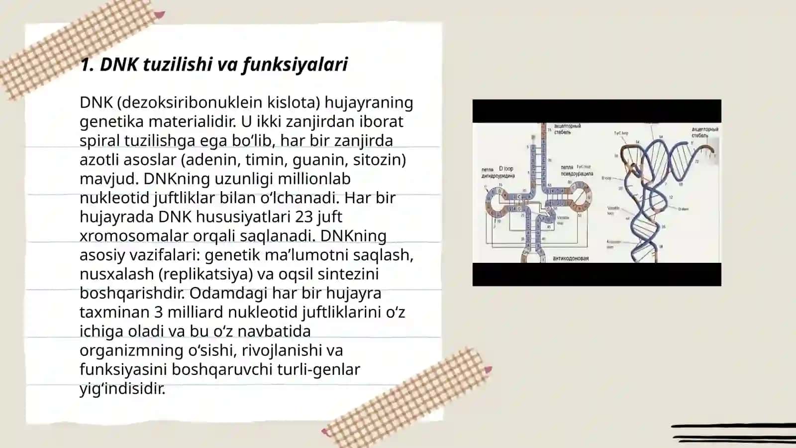 DNK va RNK turlari nukleotidlar sintezi 3