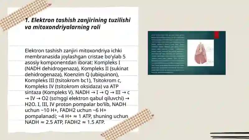 Nafas olish zanjiri.Makroenergetik birikmalaming sintezi 3