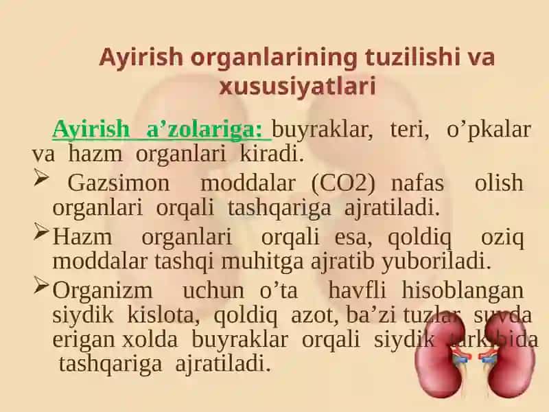 Ayirishorganlarining tuzilishi va yoshga xos xususiyatlari 3