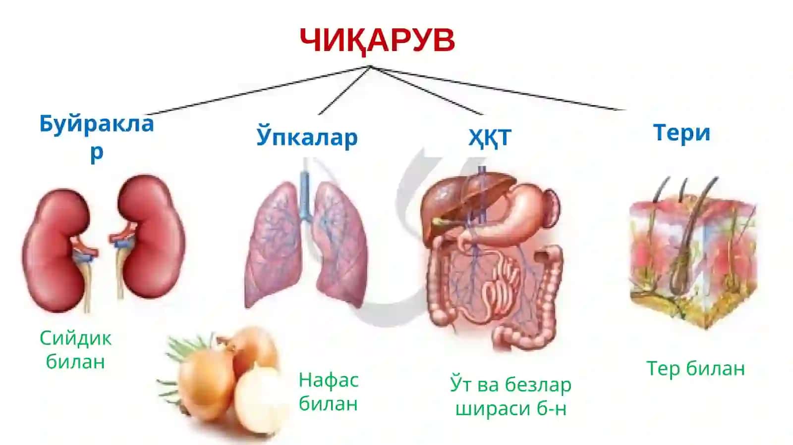 Айирув тизими. Буйракнинг тузилиши ва физиологияси 3