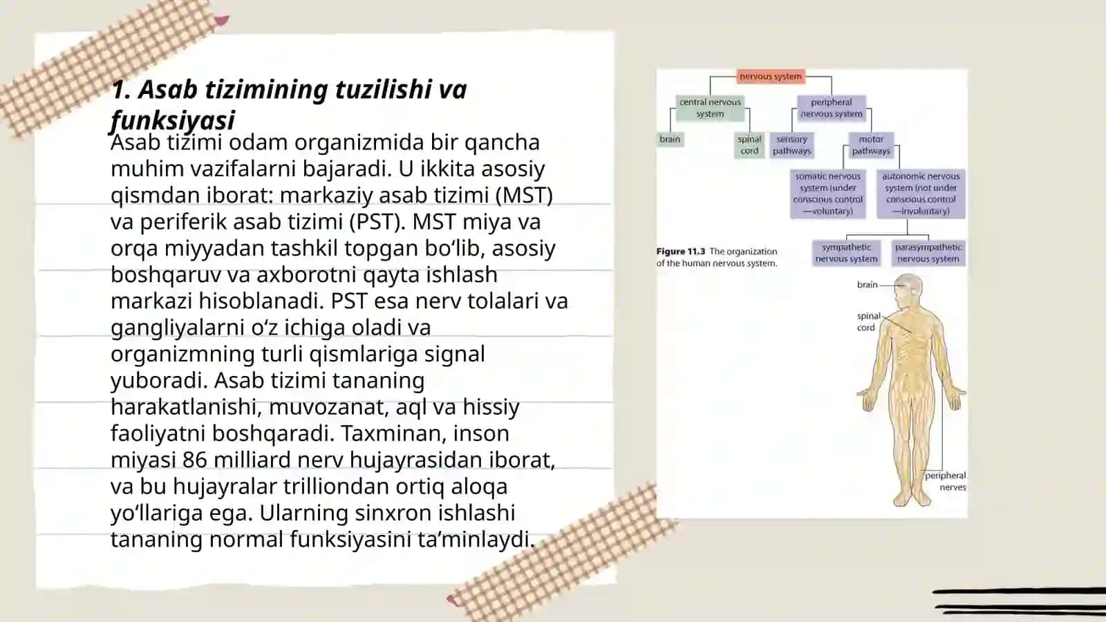 Nerv tizimining fiziologiyasi va yosh xususiyatlari 3