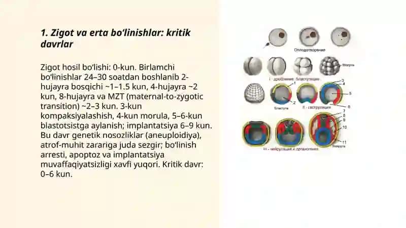 Odam embriogenezining qaltis davrlari 3