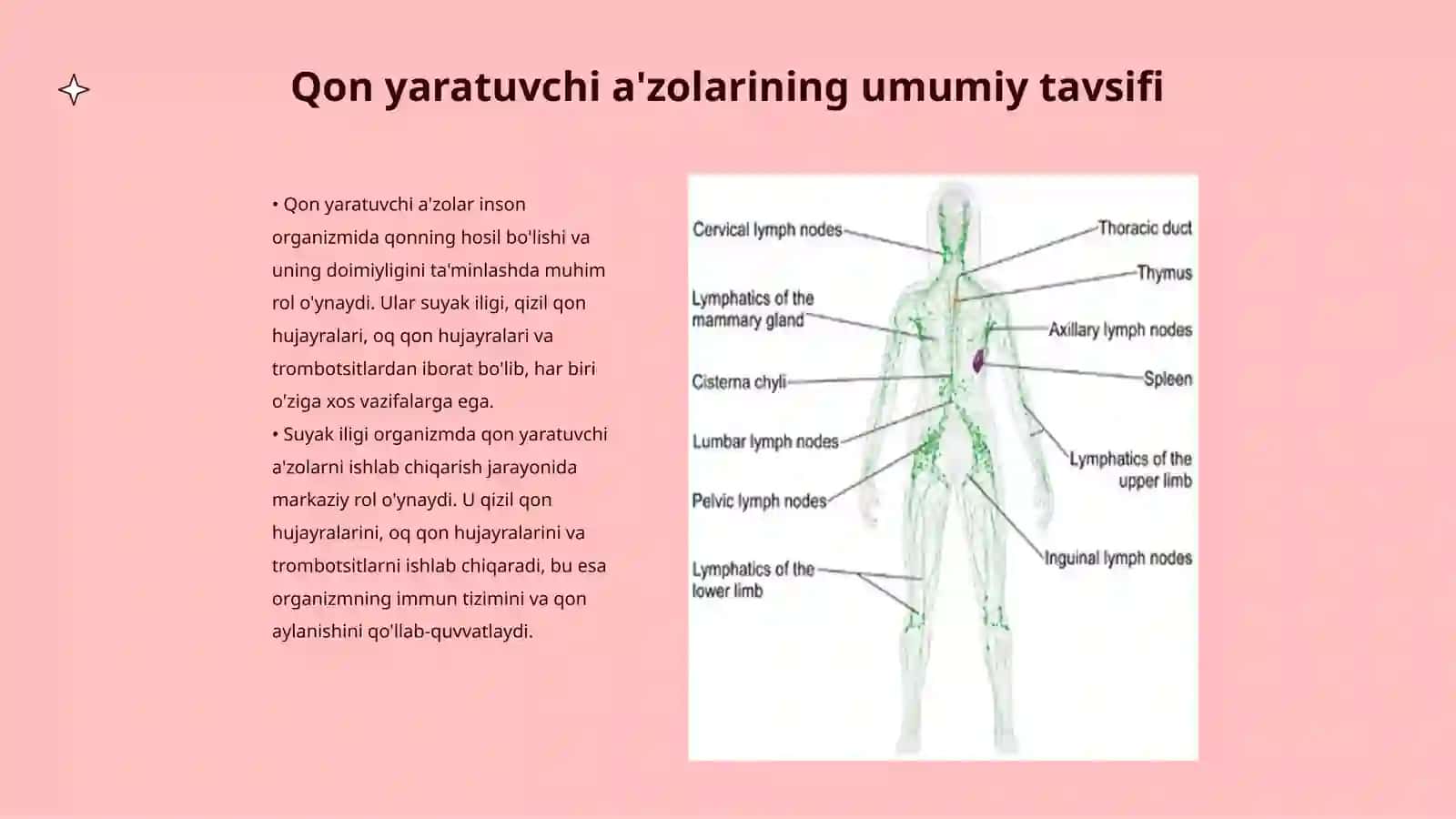 Qon yaratuvchi va immun himoya a'zolari 3