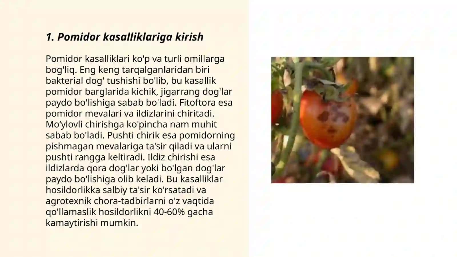 Pomidorda viruslar qo'zg'atadigan kasalliklar 3